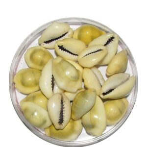 Lakshmi Sobi – Yellow (12 Pieces)