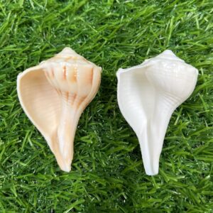 Valampuri-Small (3-4”)