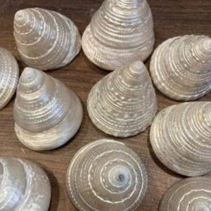 Lakshmi Sobi – Brown(Big 12 Pieces)